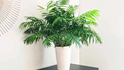 適合新房裝修后的綠植，好看還能除甲醛，附帶其習性攻略！③